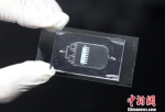 3×3×0.2厘米大小的心脏芯片可以仿生心肌的生理机制。　泱波 摄 - 江苏新闻网