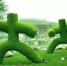 各种各样奇幻造型的绿雕艺术。 - 江苏新闻网