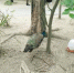 扬州一动物园孔雀遭游客拔羽毛受伤 动物园回应 - 新浪江苏