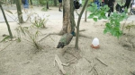 扬州一动物园孔雀遭游客拔羽毛受伤 动物园回应 - 新浪江苏