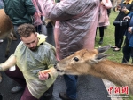 外国人与麋鹿互动 - 江苏新闻网