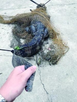 常州瓜农捡木桩发现竟是只鳄鱼 警民合力制服 - 江苏音符