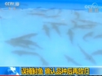 4尾国家一级保护动物“长江鲟”获解救放归长江 - 江苏音符