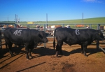 牛！首届全国种公牛拍卖会在乌拉盖管理区开幕 - Jsr.Org.Cn