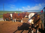 牛！首届全国种公牛拍卖会在乌拉盖管理区开幕 - Jsr.Org.Cn