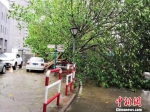 整棵大树被狂风刮倒横躺在路边。 - 江苏新闻网