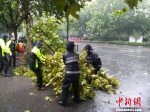 大量树木被当天的“温比亚”台风刮倒。 - 江苏新闻网