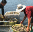 渔民将死蟹搬上渔船，统一运走作无害化处理。　刘林 摄 - 江苏新闻网