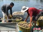 渔民将死蟹搬上渔船，统一运走作无害化处理。　刘林 摄 - 江苏新闻网