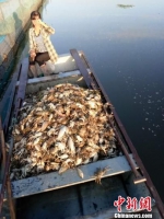 渔民们看着满船的死蟹，十分心痛。　刘林 摄 - 江苏新闻网