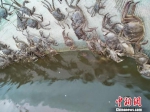 25日，受污水影响，大闸蟹密密麻麻爬上围网，坚持不住掉下去就会死亡。(受访者供图) - 江苏新闻网