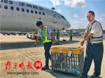 犬类宠物打“飞的” 南京禄口机场推出犬类宠物货运托运服务 - 新浪江苏