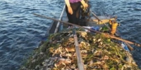 8月27日，渔民在湖里打捞死鱼蟹。湖水呈黑色。 - 江苏新闻网