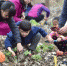 家长带着孩子一同种植紫金草。　寒单　摄 - 江苏新闻网
