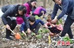 家长带着孩子一同种植紫金草。　寒单　摄 - 江苏新闻网