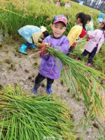 杭州幼儿园组织小朋友割水稻 收割1亩地领2斤新米 - 新浪江苏