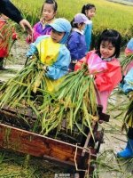 杭州幼儿园组织小朋友割水稻 收割1亩地领2斤新米 - 新浪江苏