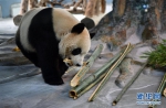 从四川到海口的大熊猫兄弟正式与公众见面 - 江苏音符