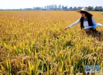 江苏为农业种植“遮风挡雨”：新增3个中央财政补贴型农险险种 - 新华报业网