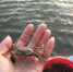 今年阳澄湖大闸蟹蟹苗的个头比往年大了不少。　钟升　摄 - 江苏新闻网