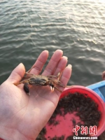 今年阳澄湖大闸蟹蟹苗的个头比往年大了不少。　钟升　摄 - 江苏新闻网