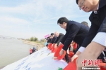 2019年度中国扬中河豚文化节增殖放流活动现场。　吉战顺　摄 - 江苏新闻网