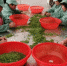 茶农们正在挑选优质的碧螺春茶叶。（资料图）　钟升　摄 - 江苏新闻网
