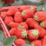 该镇草莓种植面积已经达到5000亩，有红颊、“白雪公主”等十余个优质品种。　邵丹　摄 - 江苏新闻网