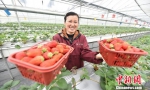 草莓丰收，草莓种植户喜笑颜开。　邵丹 摄 - 江苏新闻网