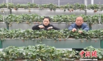 草莓种植户在草莓大棚内进行日常生产管理。　邵丹 摄 - 江苏新闻网