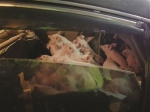 轿车里传出猪叫声 交警打开车门 后座上挤了62头小猪 - 新浪江苏