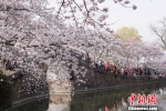 长春桥上，都是赏樱客。　孙权 摄 - 江苏新闻网