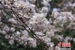 太湖鼋头渚是“中华第一赏樱胜地”，拥有3万余株樱花。　孙权 摄 - 江苏新闻网