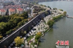 南京环明城墙绿道繁花如锦。　泱波 摄 - 江苏新闻网