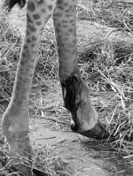 金牛湖野生动物园小长颈鹿骨折 园方网络求助确定手术方案 - 新浪江苏