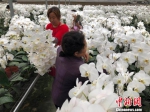 在位于淮安的皇达蝴蝶兰栽培有限公司，工人们正在忙碌地剪切兰花花枝。　朱晓颖 摄 - 江苏新闻网