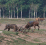 雄鹿正在决斗。麋鹿保护区供图 - 江苏新闻网