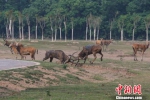雄鹿正在决斗。麋鹿保护区供图 - 江苏新闻网