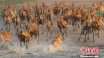 成群的麋鹿正在滩涂上奔跑。麋鹿保护区供图 - 江苏新闻网