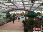 图为江苏大地九丰现代农业项目内的西兰花主题文化园。　于从文 摄 - 江苏新闻网