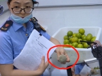 执法人员在CoCo奶茶店发现一只霉变的柠檬 - 新浪江苏