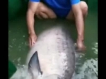 【视频】168斤！徐州云龙湖垂钓诞生新鱼王，目前该鱼王已被放生 - 新浪江苏