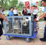 午时，伴随掌声和欢呼声，“打头阵”的4只熊猫“搭乘”加长版“房车”抵达熊猫馆门口，在大批人员护送下“进入”了新家。　泱波 摄 - 江苏新闻网