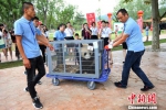 午时，伴随掌声和欢呼声，“打头阵”的4只熊猫“搭乘”加长版“房车”抵达熊猫馆门口，在大批人员护送下“进入”了新家。　泱波 摄 - 江苏新闻网