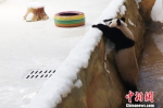 大熊猫在新家中四处巡视。　泱波 摄 - 江苏新闻网