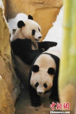 这对3岁的龙凤胎“姐弟”有着大批“粉丝”。它们出生于奥地利维也纳美泉宫动物园，也是迄今为止全球首例成活的圈养大熊猫全母兽抚育双胞胎。　泱波 摄 - 江苏新闻网