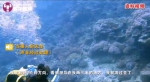水下15米的“致命玩笑” 两游客潜水气瓶被恶意关闭 - 新浪江苏