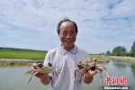 在自己家的稻田里，52岁的徐后如拿起两只即将上市的螃蟹，笑容写在脸上。　朱志庚 摄 - 江苏新闻网