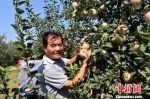 　9月下旬，果盛绿色苹果种植家庭农场老板张会广带领村民开始采摘首先上市的福燕苹果。　朱志庚 摄 - 江苏新闻网