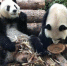 资料图：大熊猫抢“饭箩”，似乎在表达“我的呢？” 朱晓颖 摄 - 江苏新闻网